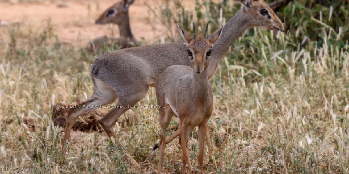Mkomazi National Park