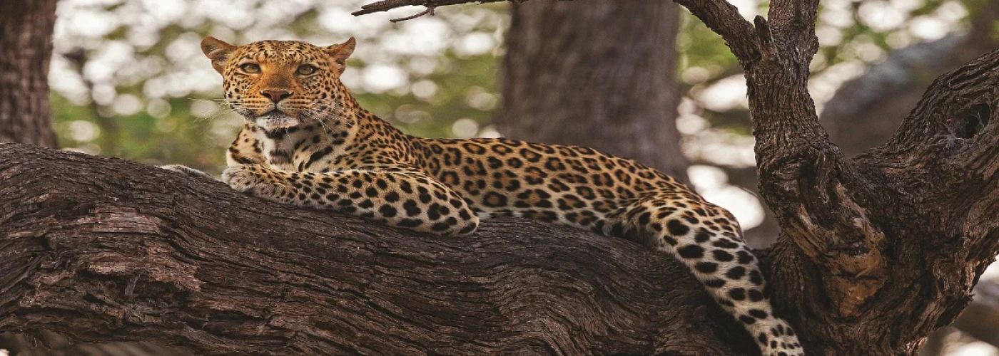 Voyagedamour serengeti | Tanzania Saaris and Zanzibar